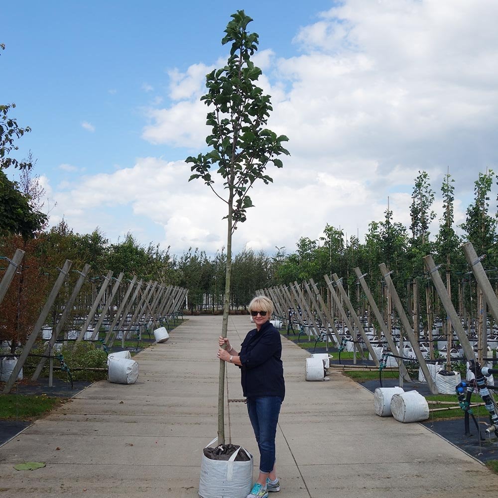 Magnolia fraseri 'Galaxy' Tree