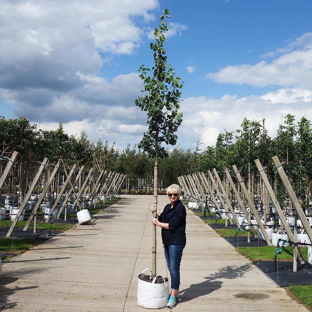 Mature Ginkgo biloba tree in container