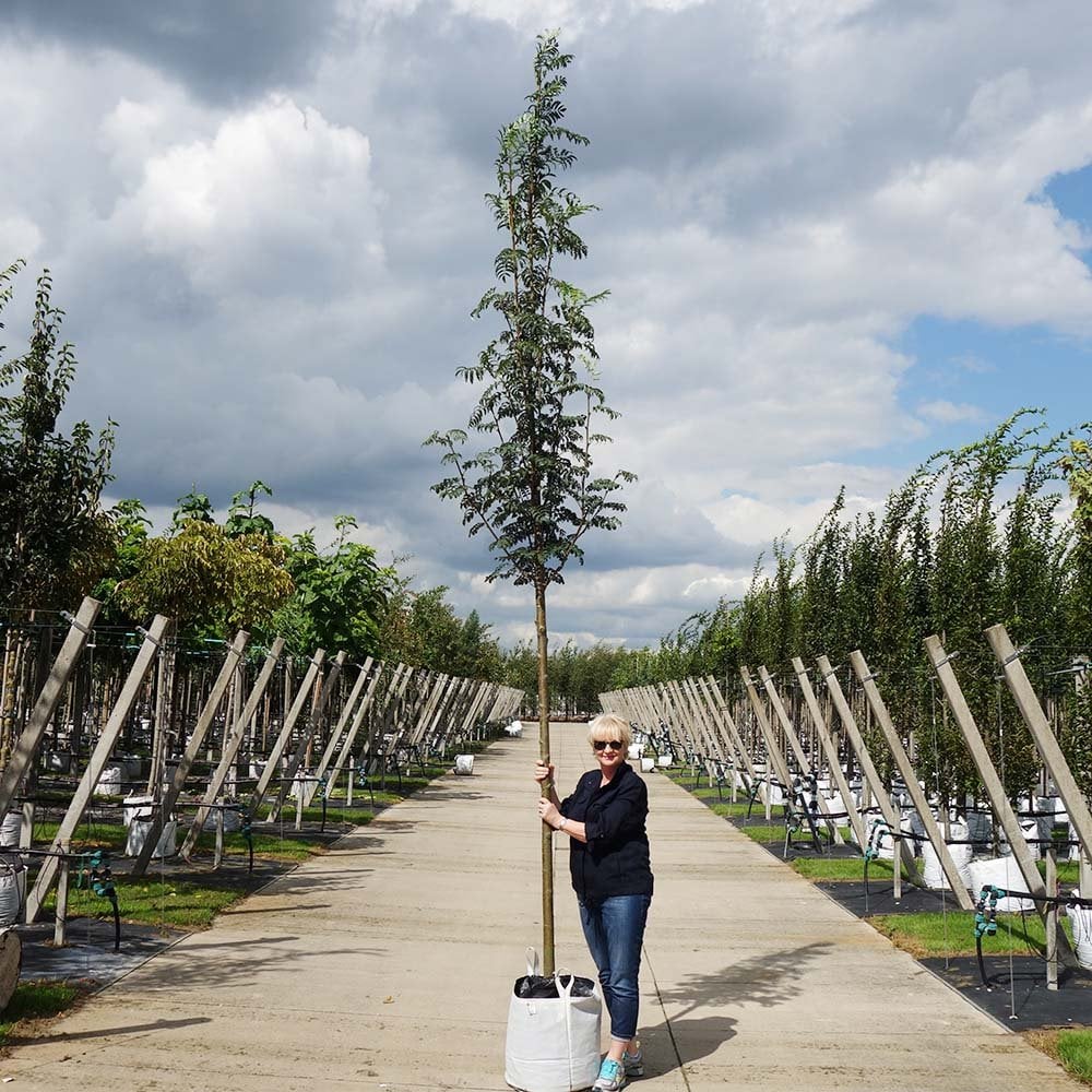 Sorbus aucuparia 'Asplenifolia' mature Rowan tree in container