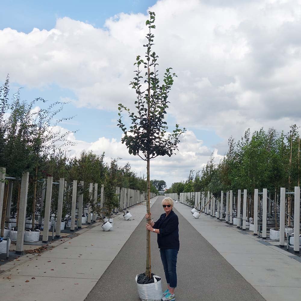 Crataegus prunifolia 'Splendens' Tree
