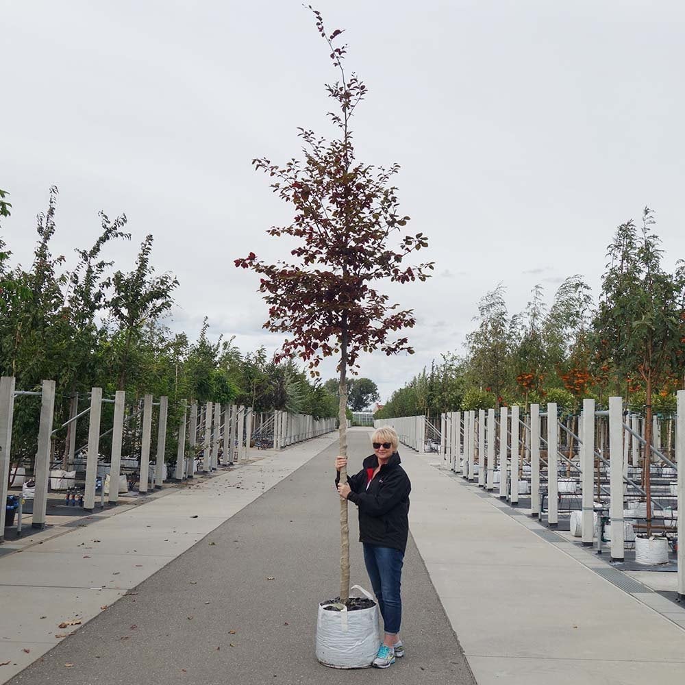 Fagus sylvatica purpurea Tree