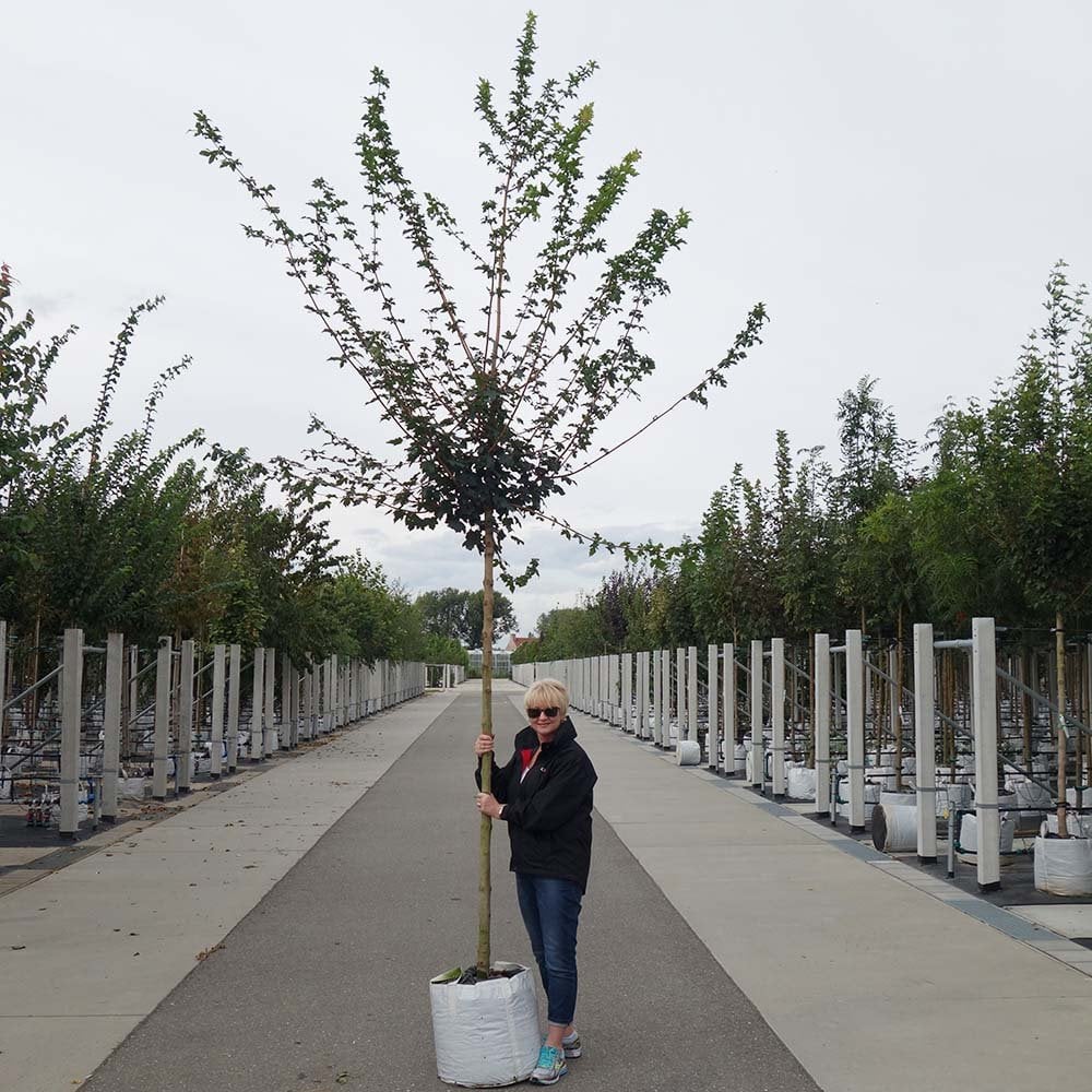 Acer campestre 'Elsrijk' mature Maple tree