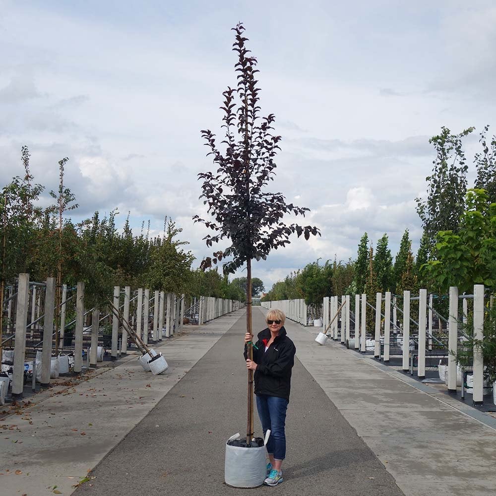 Malus 'Rudolph' Tree