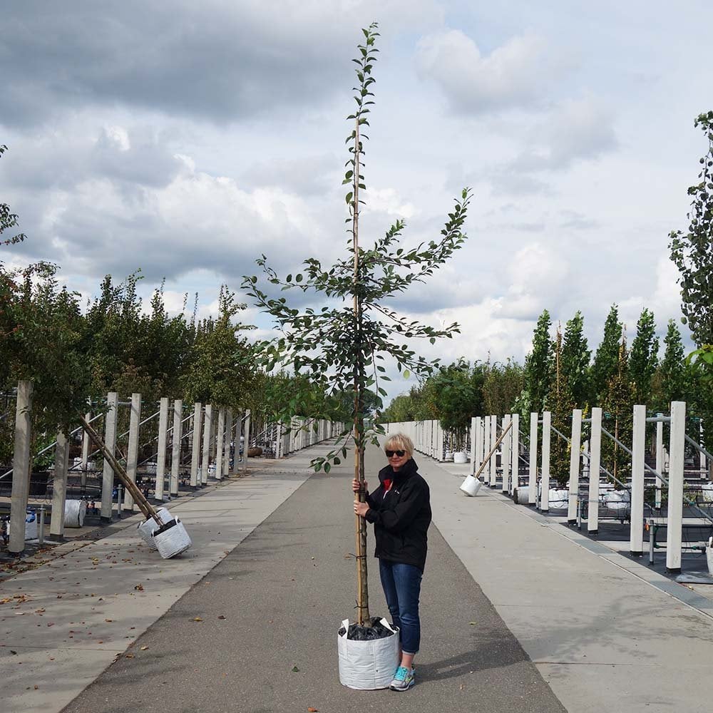 Large Malus x floribunda Crab Apple tree