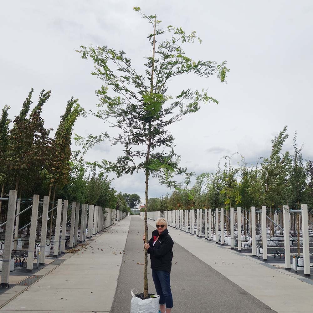 Gleditsia triacanthos 'Sunburst' mature tree in container