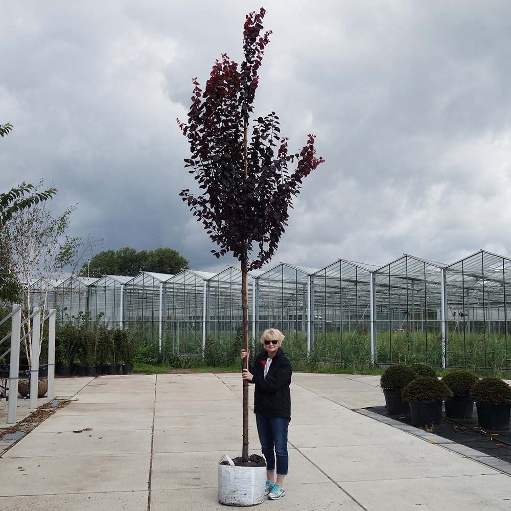 Mature Prunus cerasifera 'Nigra' tree with purple leaves