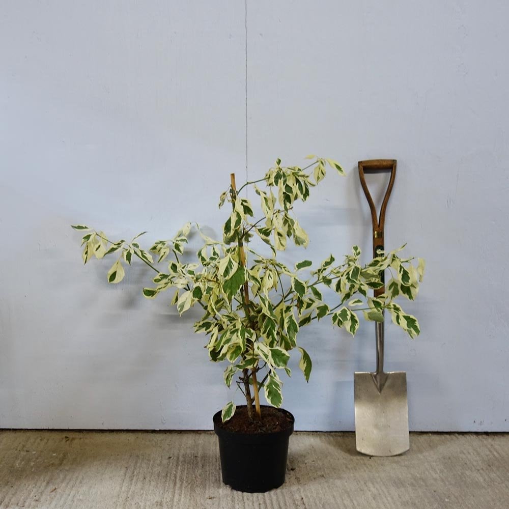 Cornus controversa 'Variegata' bush in pot