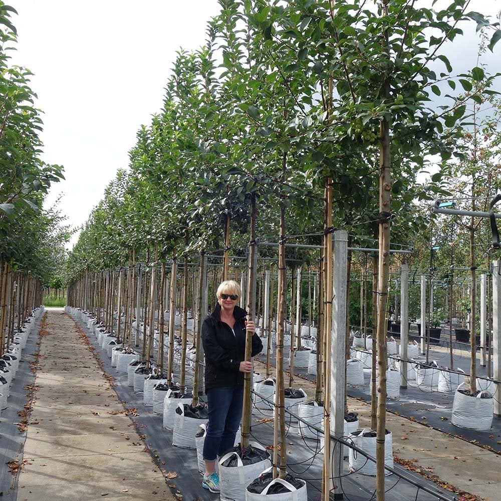Row of mature Malus x robusta 'Red Sentinel' Crab Apple trees