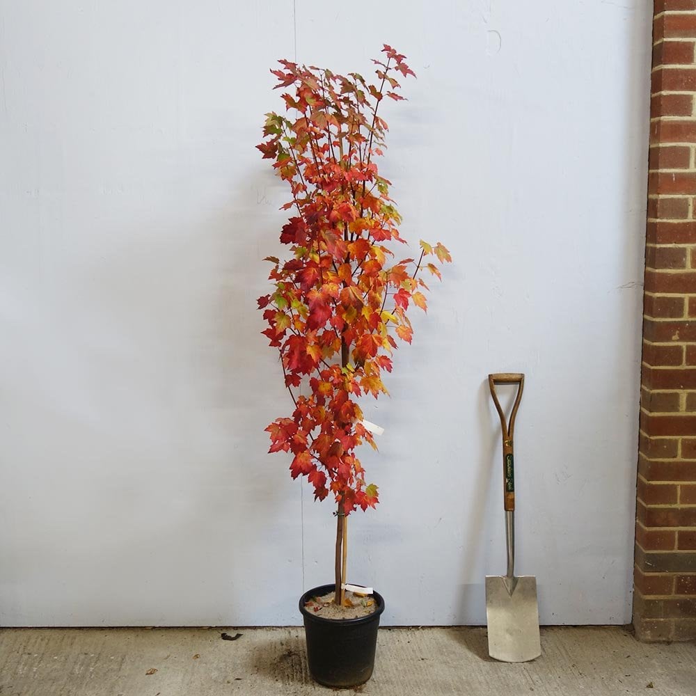 Acer rubrum 'Brandywine' Maple tree in pot