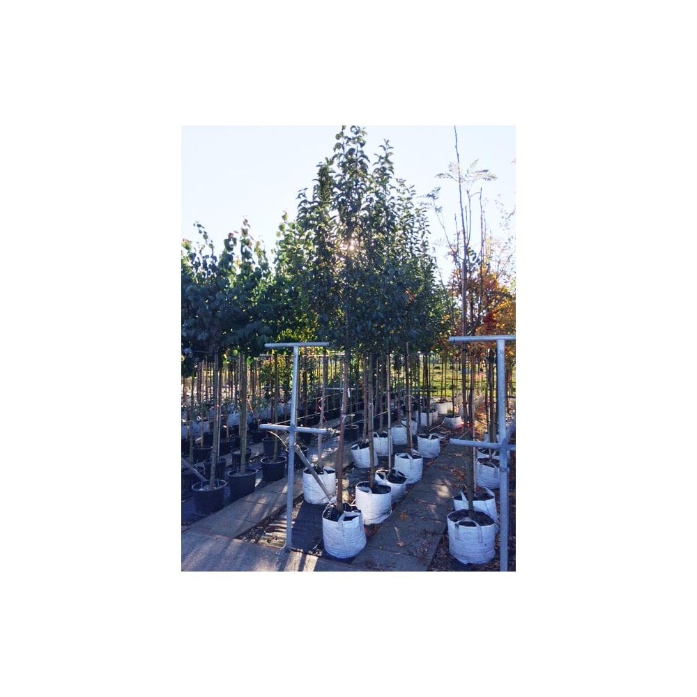 Malus 'Comtesse de Paris' mature crab apple tree