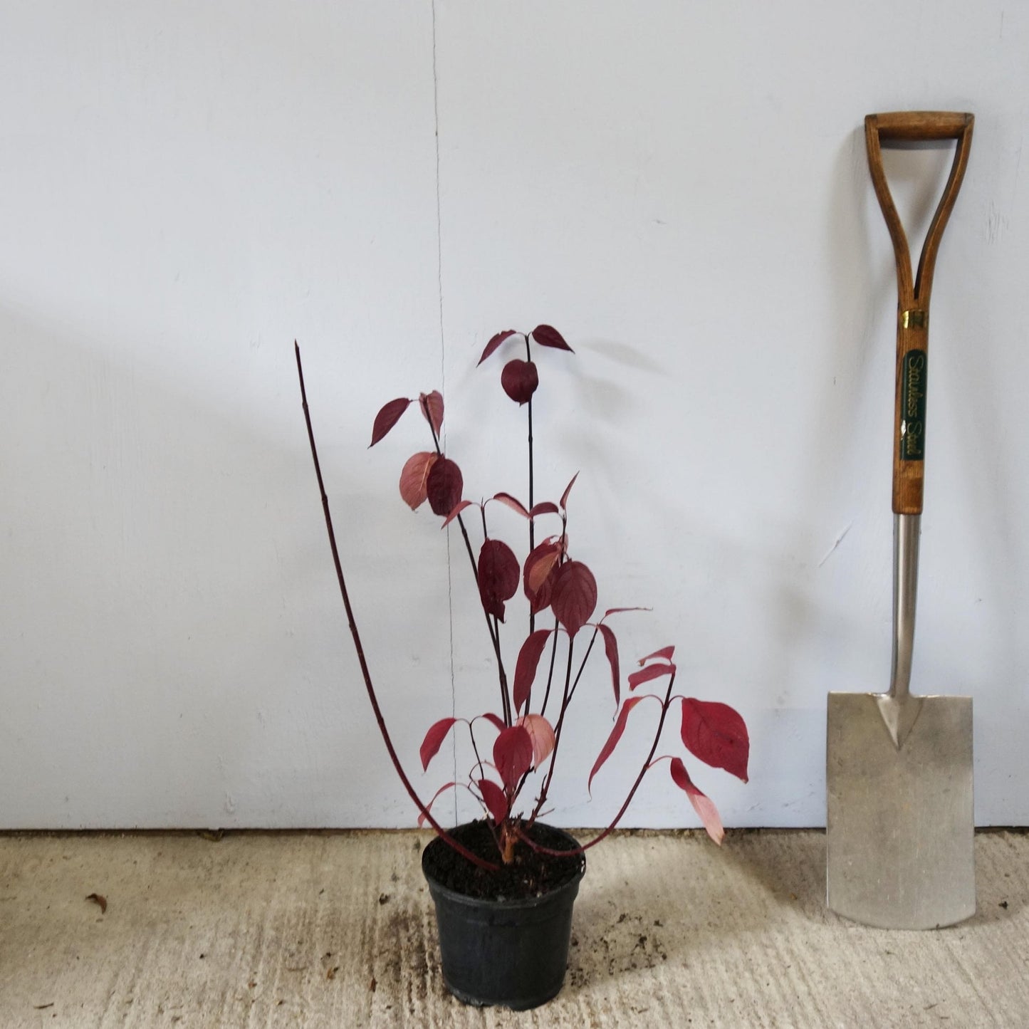 Cornus 'Kesselringii' shrub in pot