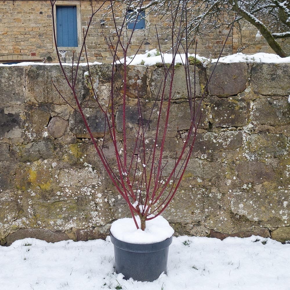 Cornus alba 'Kesselringii' Shrub