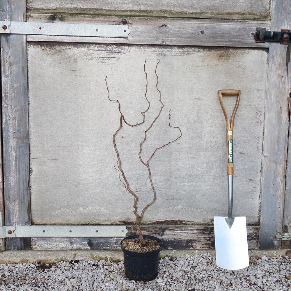 Corylus avellana 'Red Majestic' Hazel bush in pot