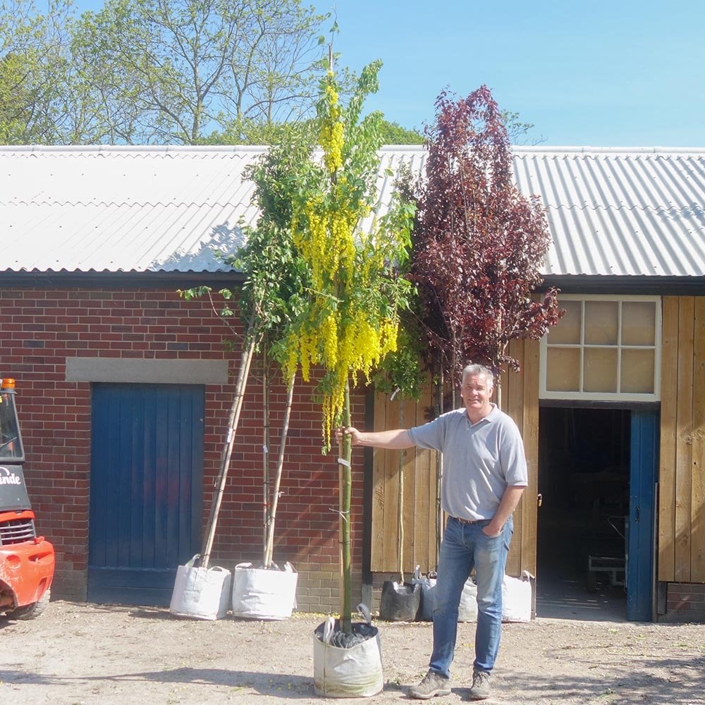 Mature Laburnum x watereri 'Vossii' tree in flower
