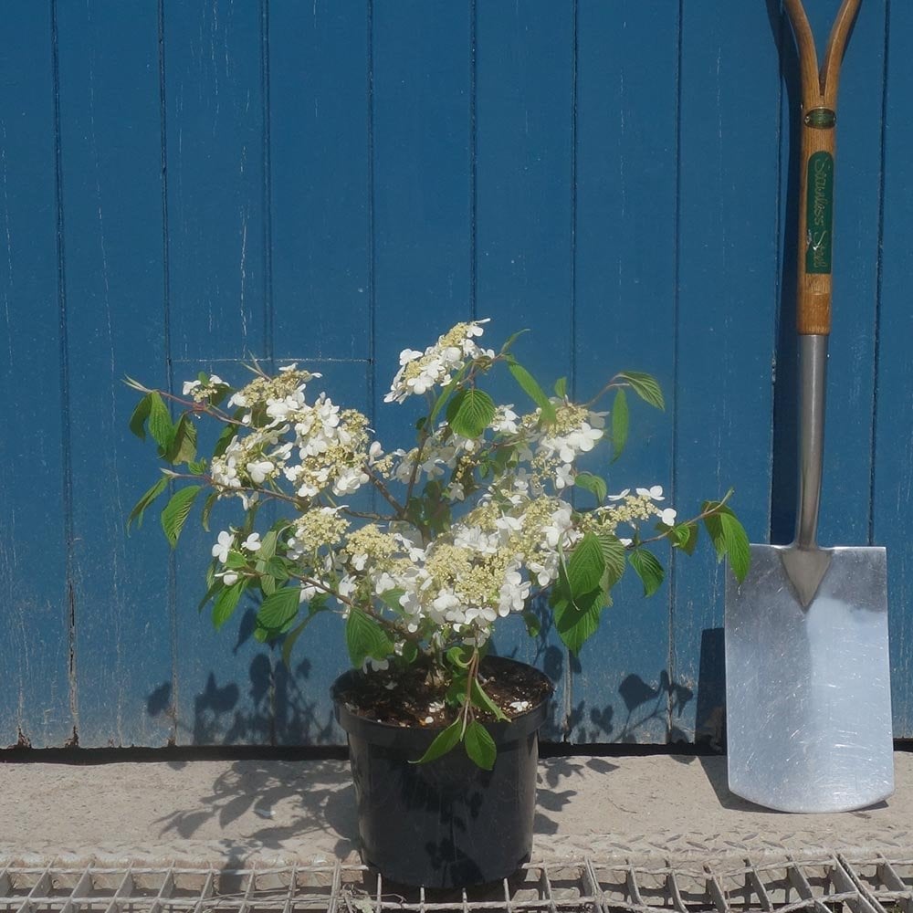 Viburnum plicatum 'Mariesii' shrub