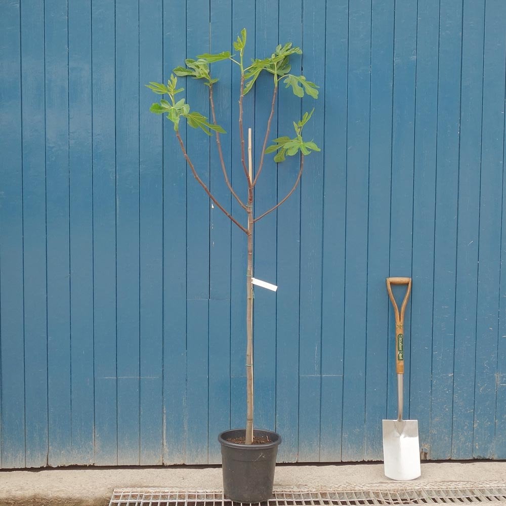 Rouge de Bordeaux Fig