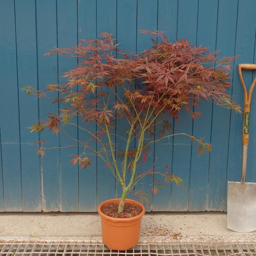 Acer palmatum 'Suminagashi' Japanese Maple in small pot