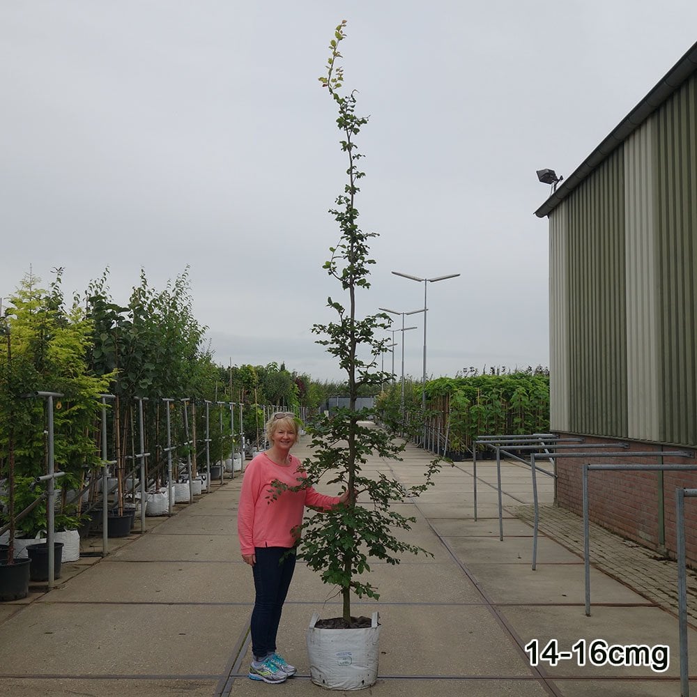 Fagus sylvatic mature Beech tree in container
