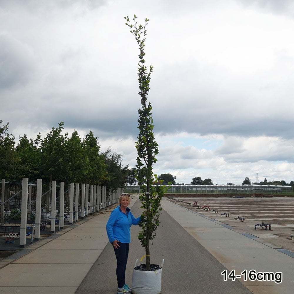 Fagus sylvatica 'Dawyck Gold' Tree