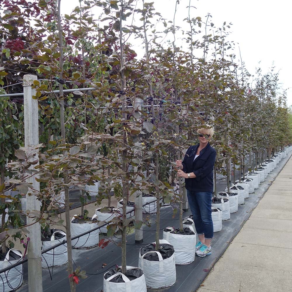 Fagus sylvatica purpurea Tree