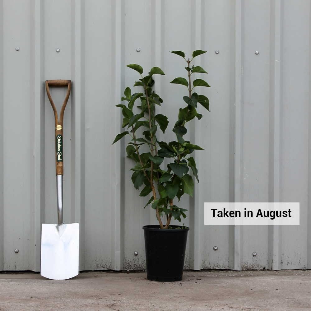 Syringa vulgaris 'Sensation' tree