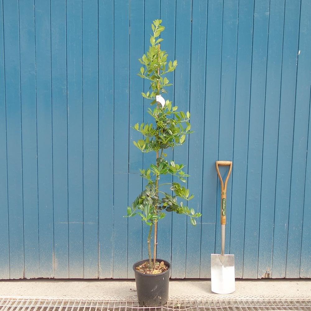 Ilex aquifolium 'J C van Tol' tree in pot
