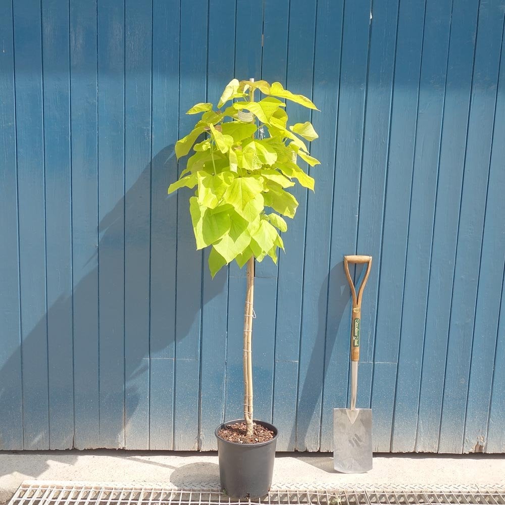 Catalpa bignonioides 'Aurea'