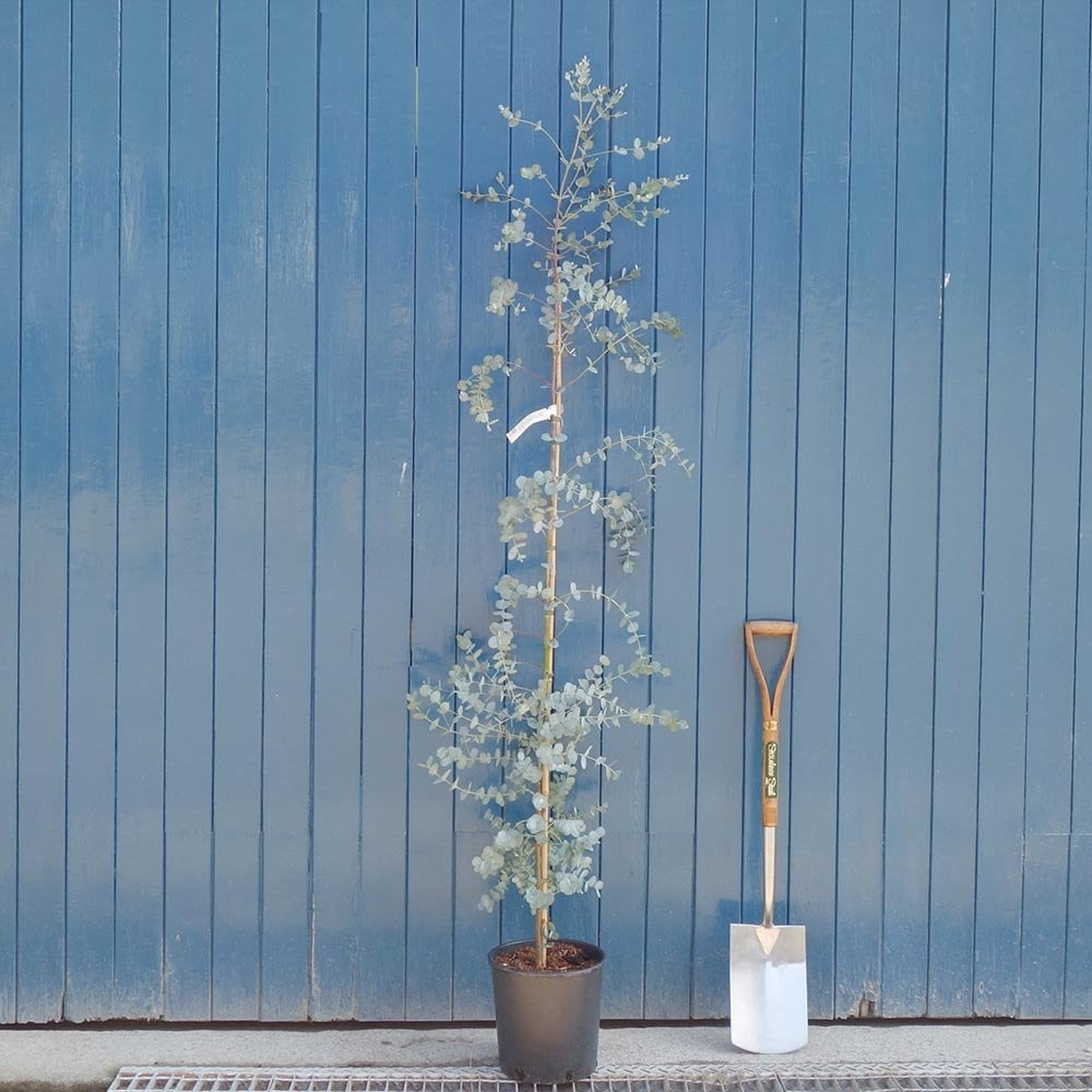 Eucalyptus gunnii Azura feathered tree