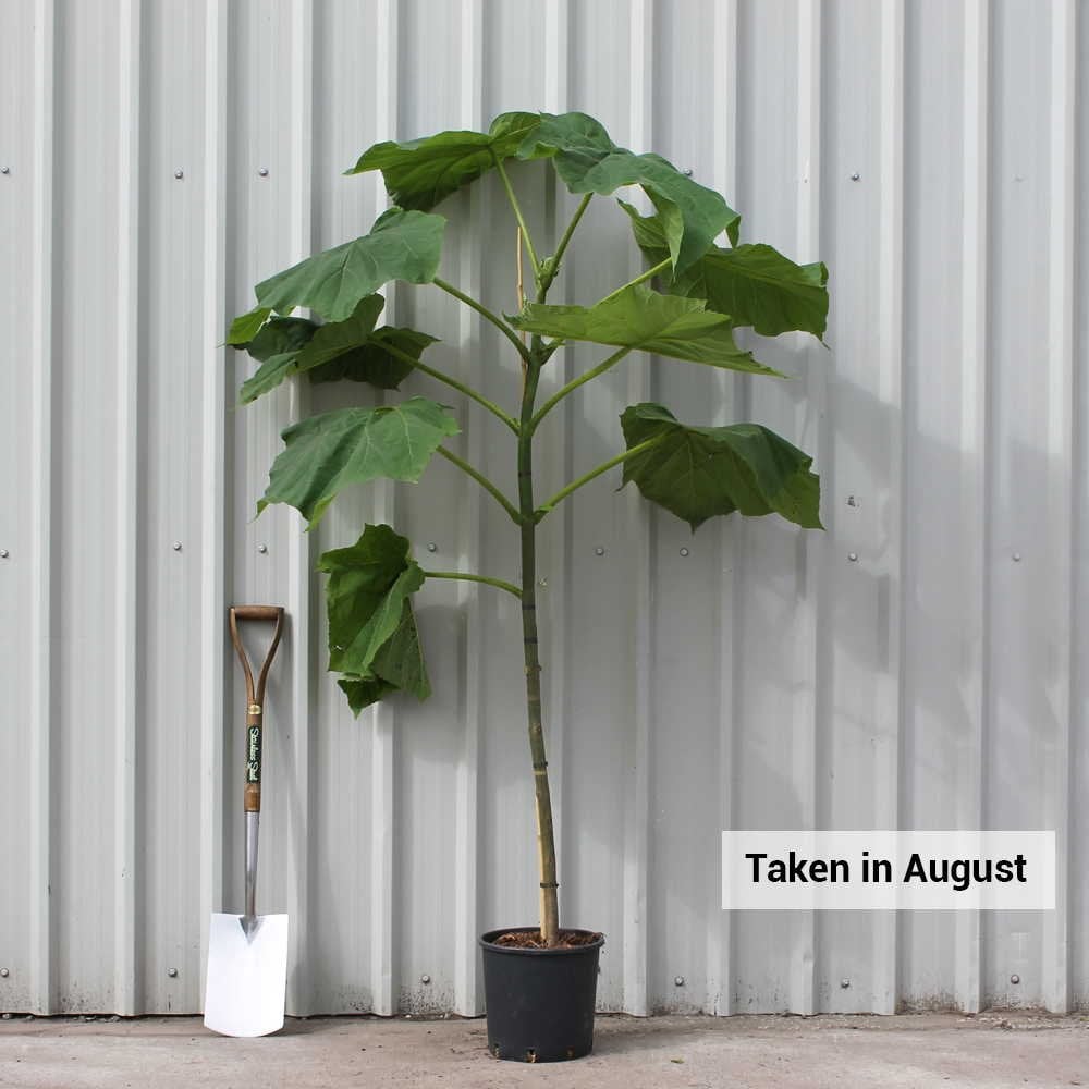 Paulownia tomentosa Tree