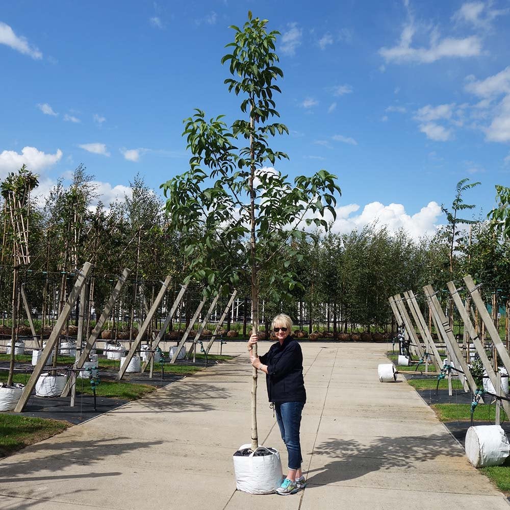 Juglans regia large Walnut tree in container