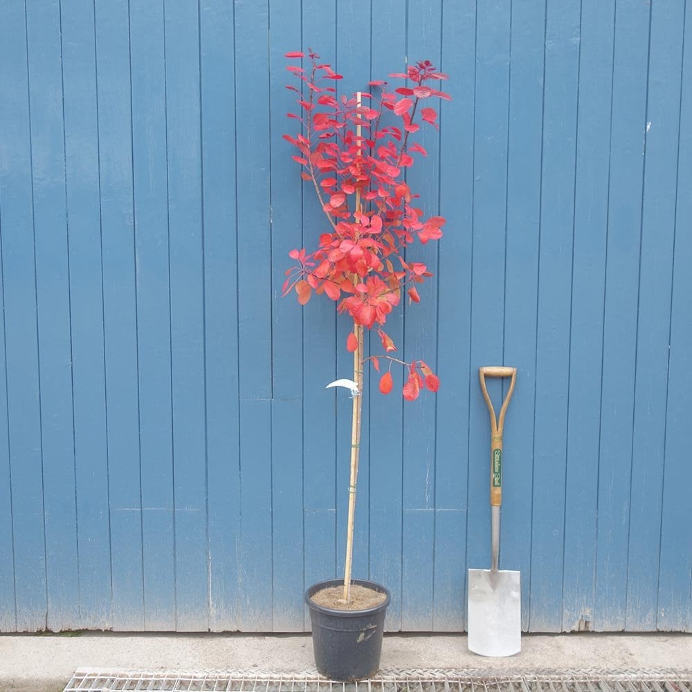 Cotinus coggygria 'Royal Purple' Tree
