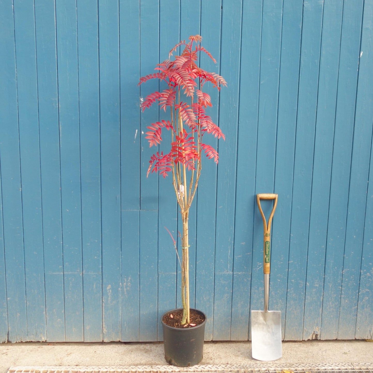 Sorbus aucuparia 'Autumn Spire' Rowan tree in pot