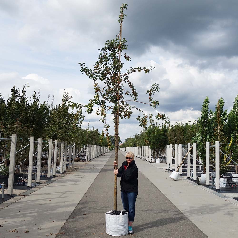 Malus 'Evereste' mature crab apple tree
