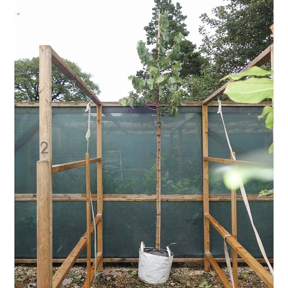 Common Black Mulberry Tree