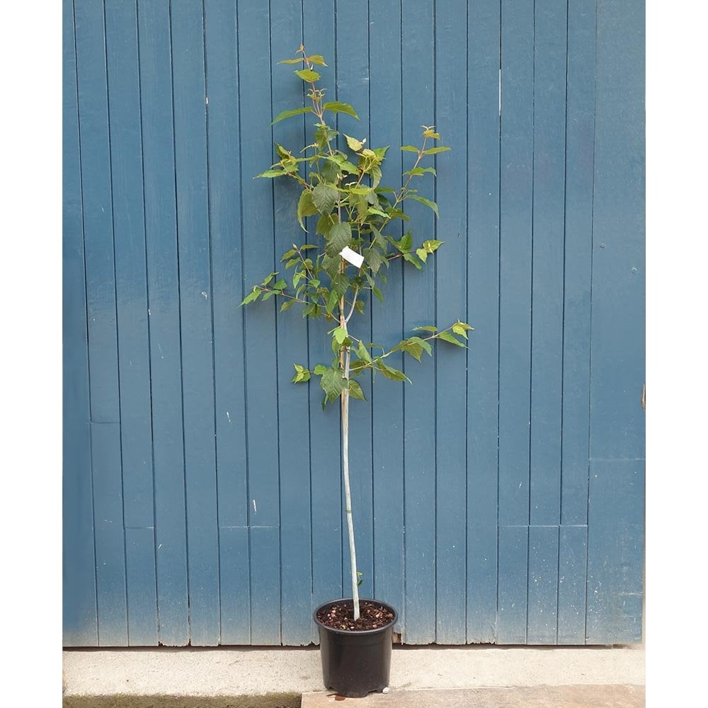 Acer davidii 'Viper' tree in pot