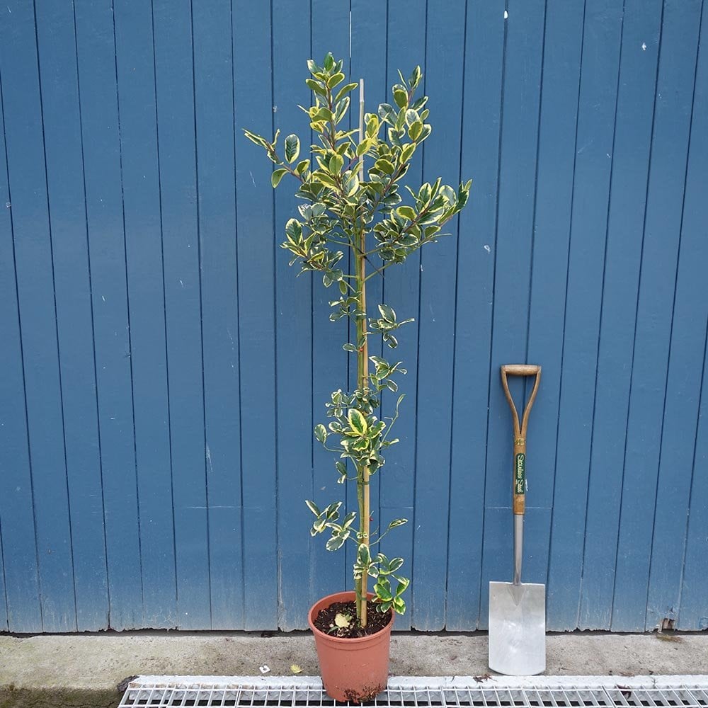 Ilex altaclerensis 'Golden King' Holly tree in pot