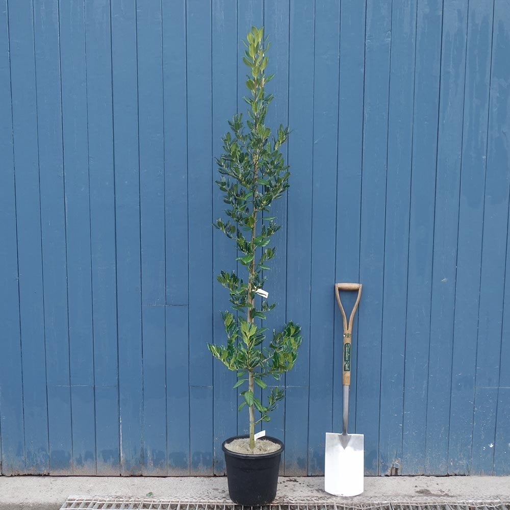 Ilex aquifolium 'Nellie R. Stevens' tree