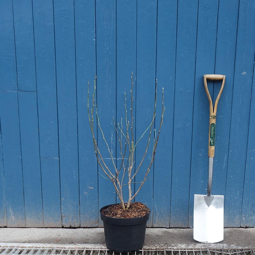 Magnolia x soulangeana 'Black Tulip' Tree