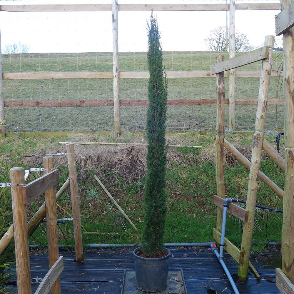 Cupressus sempervirens 'Pyramidalis' Cypress in large pot
