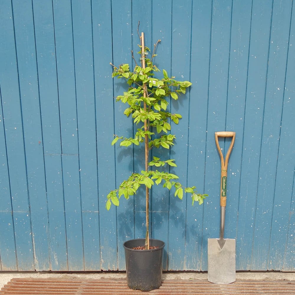 Carpinus 'Rockhampton Red' Hornbeam tree in pot