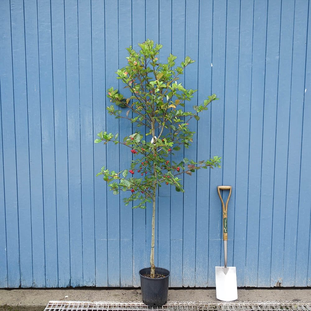 Crataegus 'Splendens' Hawthorn tree in pot