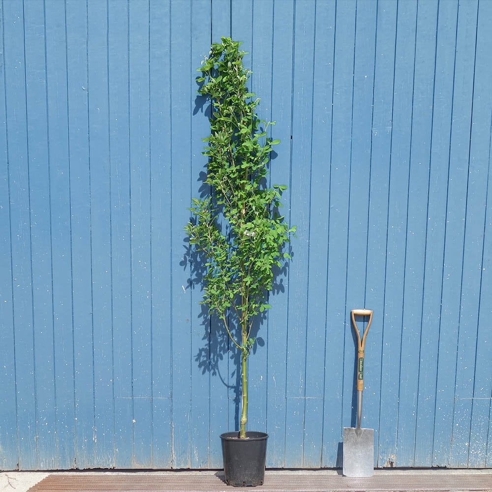Laburnum x anagyroides 'Yellow Rocket' tree in pot
