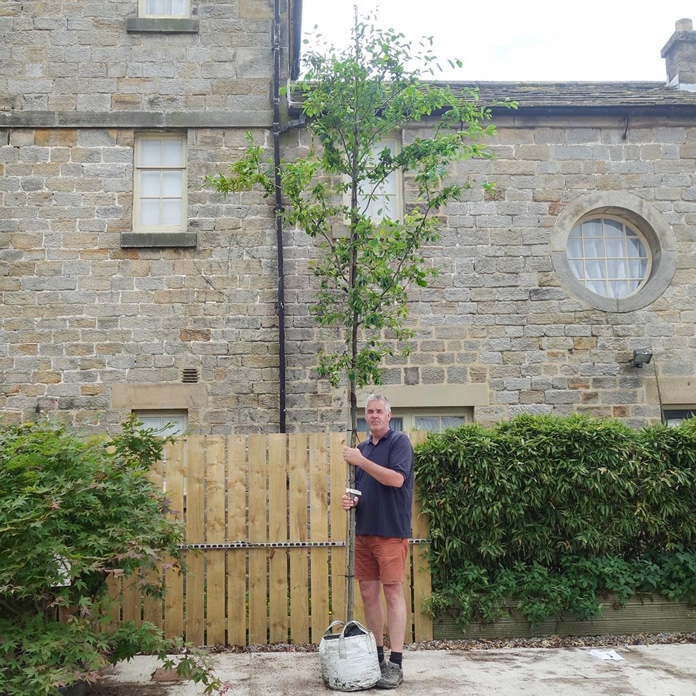 Amelanchier grandiflora 'Ballerina' mature tree in container