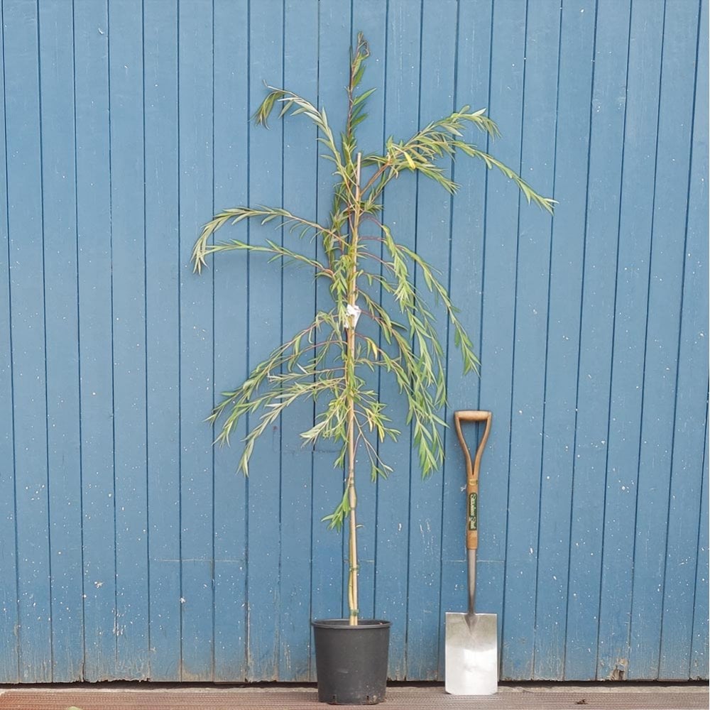 Salix x sepulcralis chrysocoma Willow tree in pot