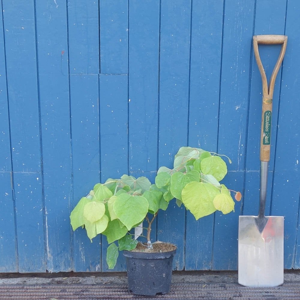 Cercis canadensis 'Rising Sun' Tree