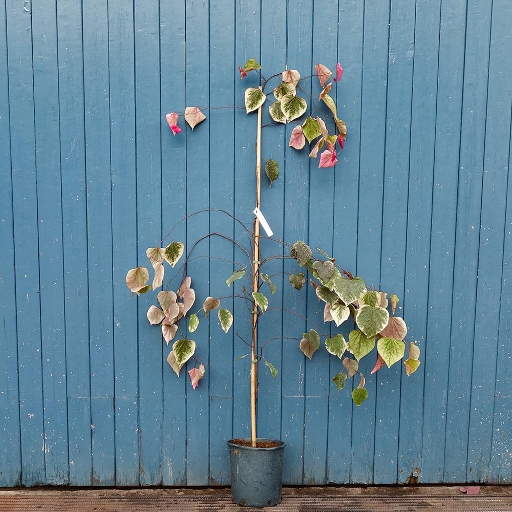 Cercis canadensis 'Carolina Sweetheart' tree