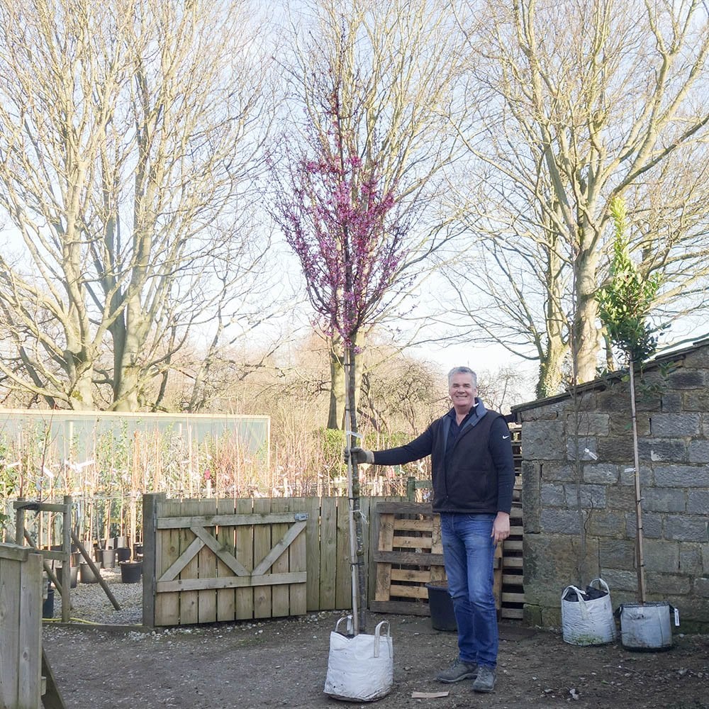 Prunus 'Okame' mature cherry blossom tree