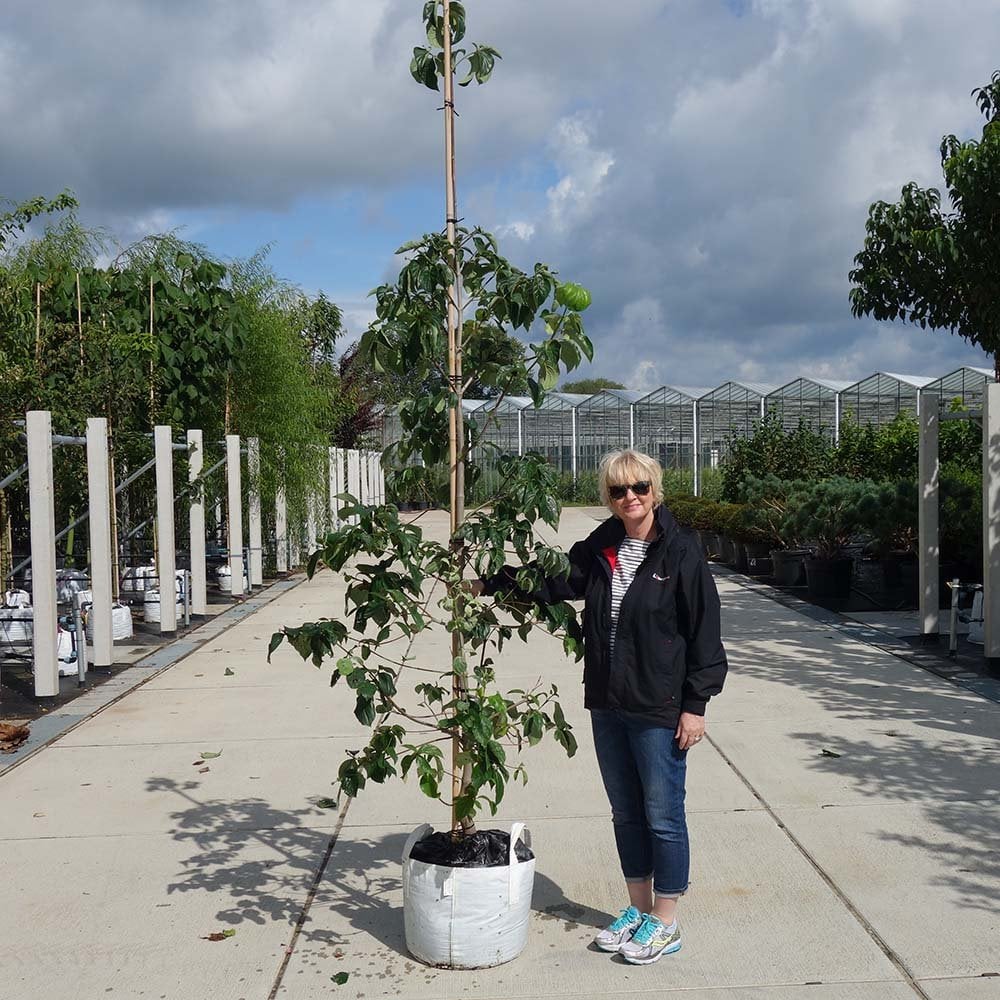 Cornus 'Eddie's White Wonder'