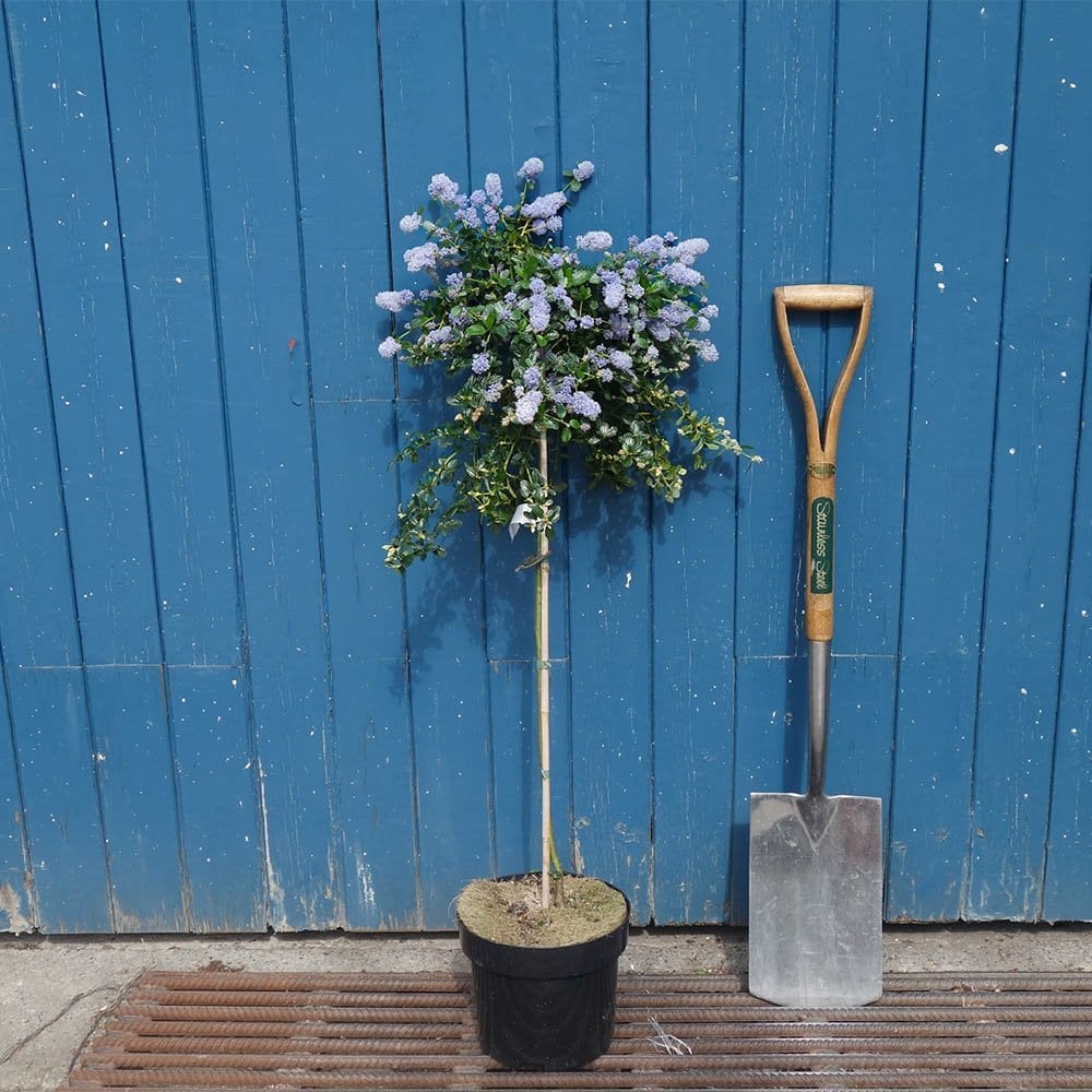 Ceanothus thyrsiflorus repens tree