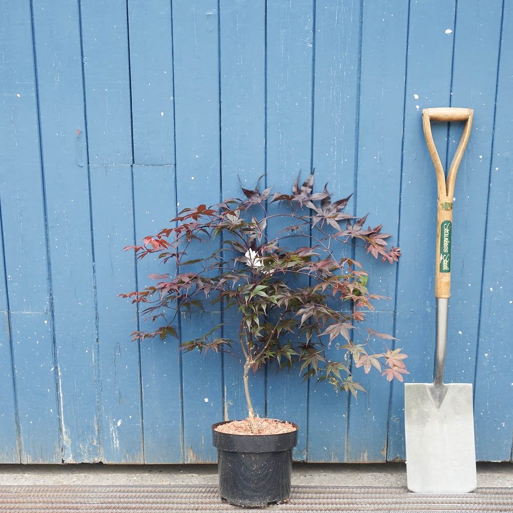Acer palmatum 'Bloodgood' Maple in medium pot